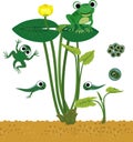 Frog life cycle. Sequence of stages of development of cartoon frog